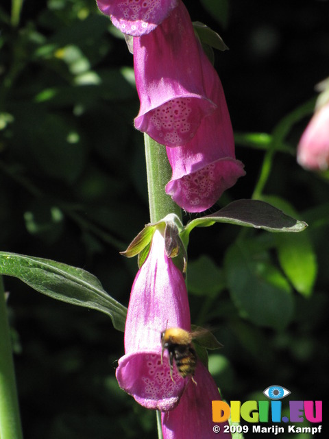 SX06185 Bumblebee (Bombus Agrorum) approaching Foxglove (Digitalis purpurea)